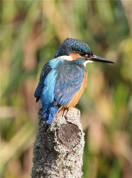 Kingfisher by Sue Lawlor