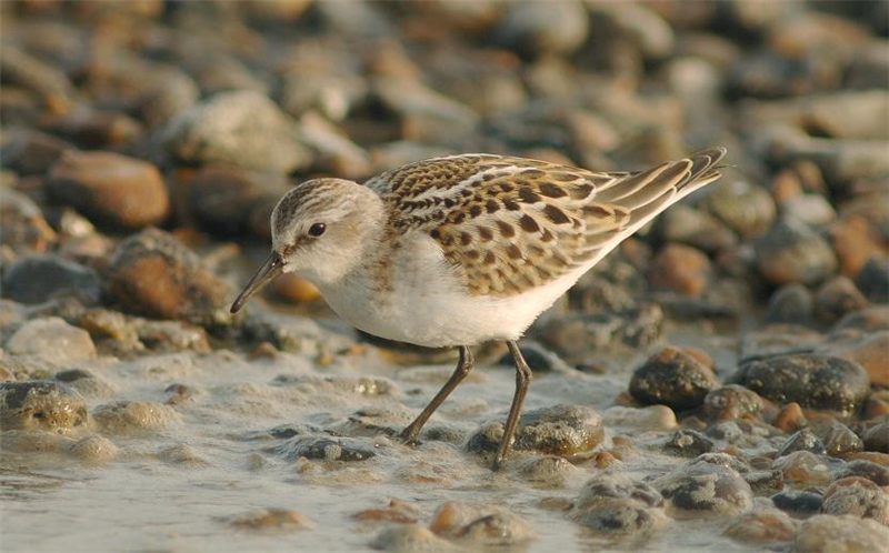 Little Stint at Salthouse by Julian Bhalerao