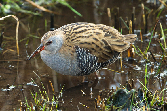 Water Rail at Sculthorpe by Paul Rowe
