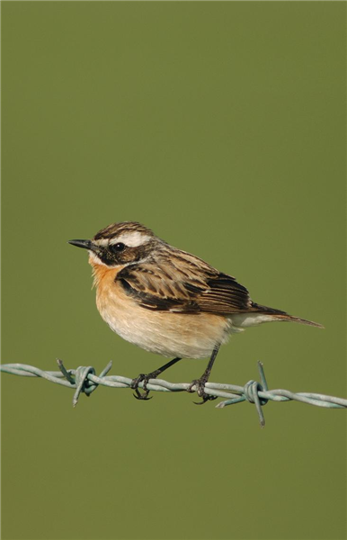 Whinchat at Salthouse by Julian Bhalerao