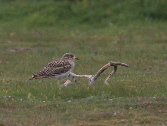 Stone Curlew by Dave Mansell