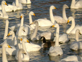 Whooper swans © Dave Appleton, www.gobirding.eu