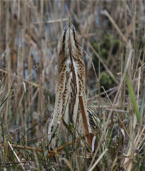 Bittern by Dave mansell