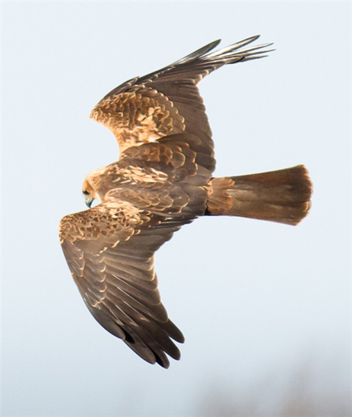 Marsh Harrier by Clive Keable