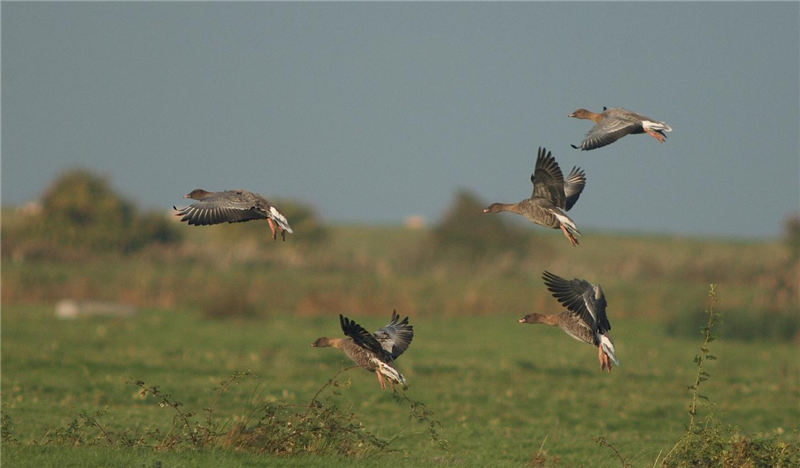 Pink-footed Geese by Julian Bhalerao