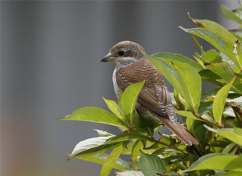 Red-backed Shrike by Dave Mansell