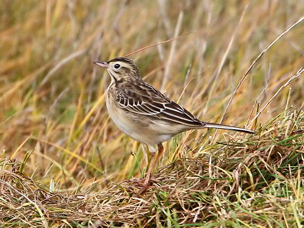 Richards Pipit by Chris Baines