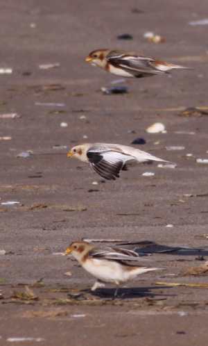 Snow Bunting by Will Soar
