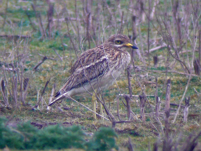 Stone Curlew by Russell Hayes
