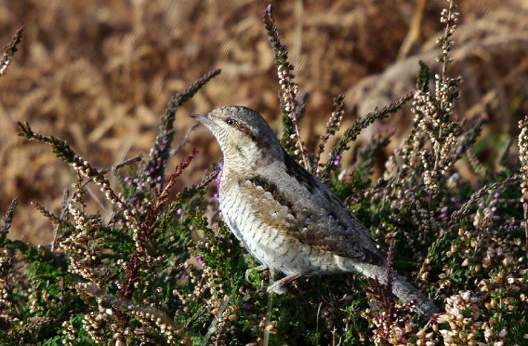 Wryneck by Dave Curtis