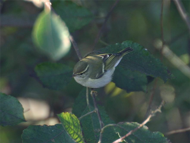 Yellow-browed Warbler by Dave Mansell