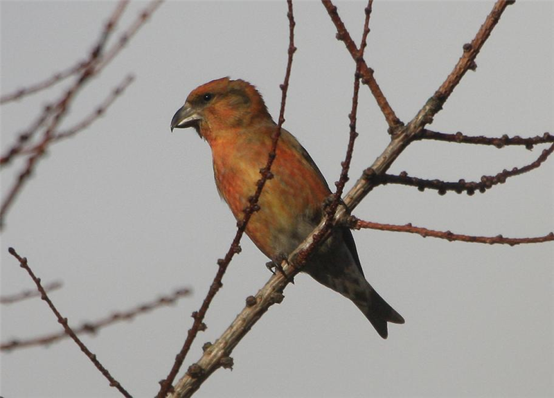 Common Crossbill by Dave Mansell
