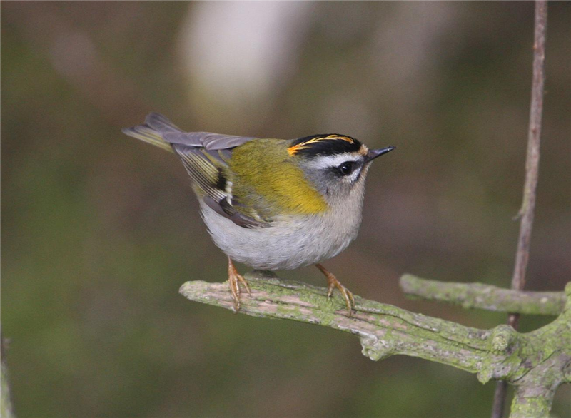 Firecrest by Dave Mansell