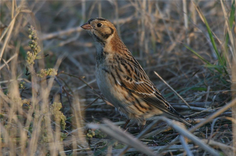 Lapland Bunting by Dave Mansell