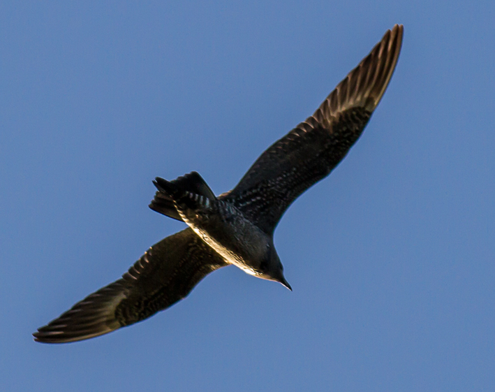 Long-tailed skua by Clive Keable