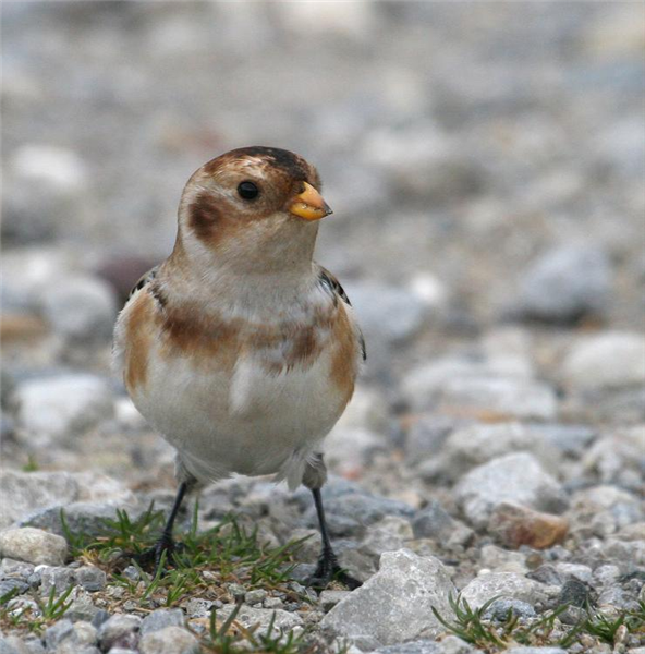 Snow Bunting by Dave Mansell