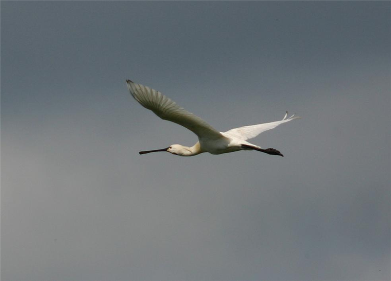 Spoonbill by Dave Mansell