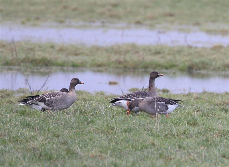 Tundra Bean Geese by Dave Mansell