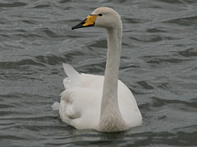 Whooper Swan © Dave Appleton, www.gobirding.eu