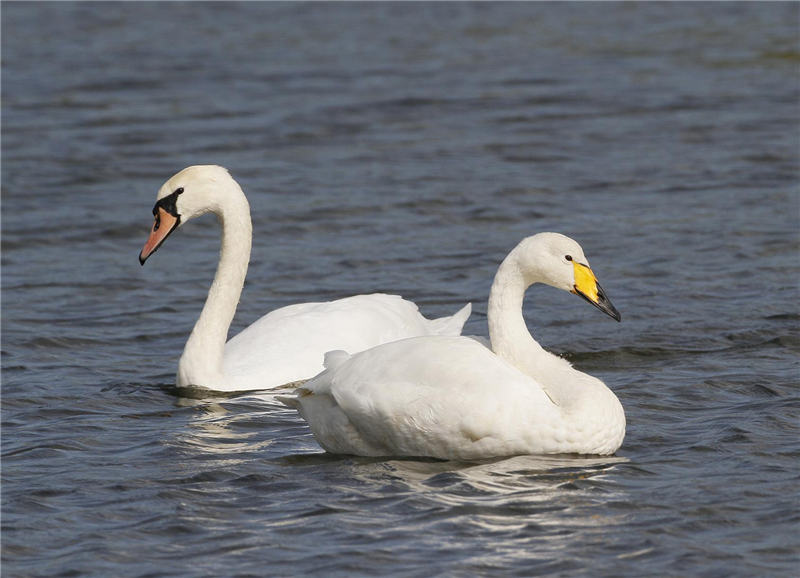 Whooper Swan by Dave Mansell